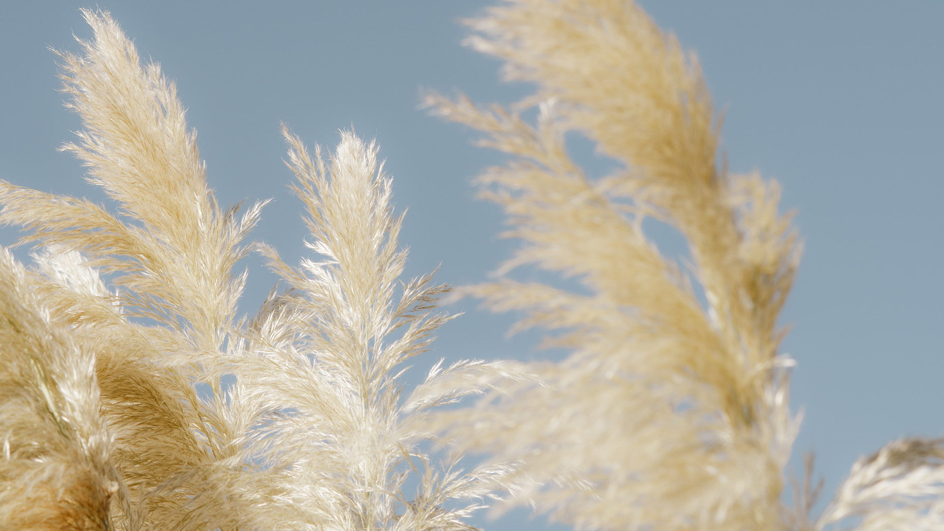 ORTANCEheader-01 ortance